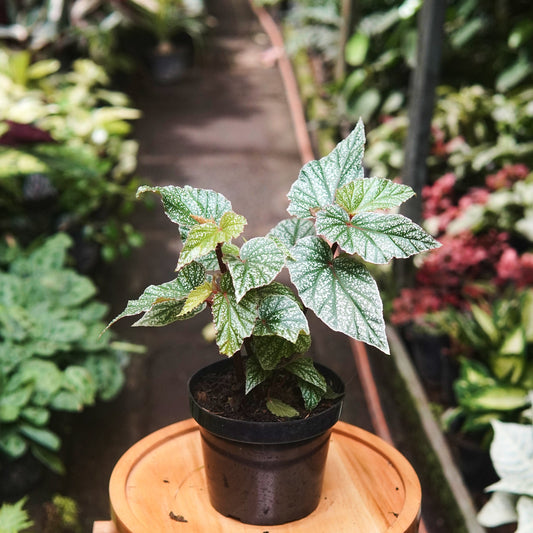 Begonia Maculata Frosty - Vivero Florecer