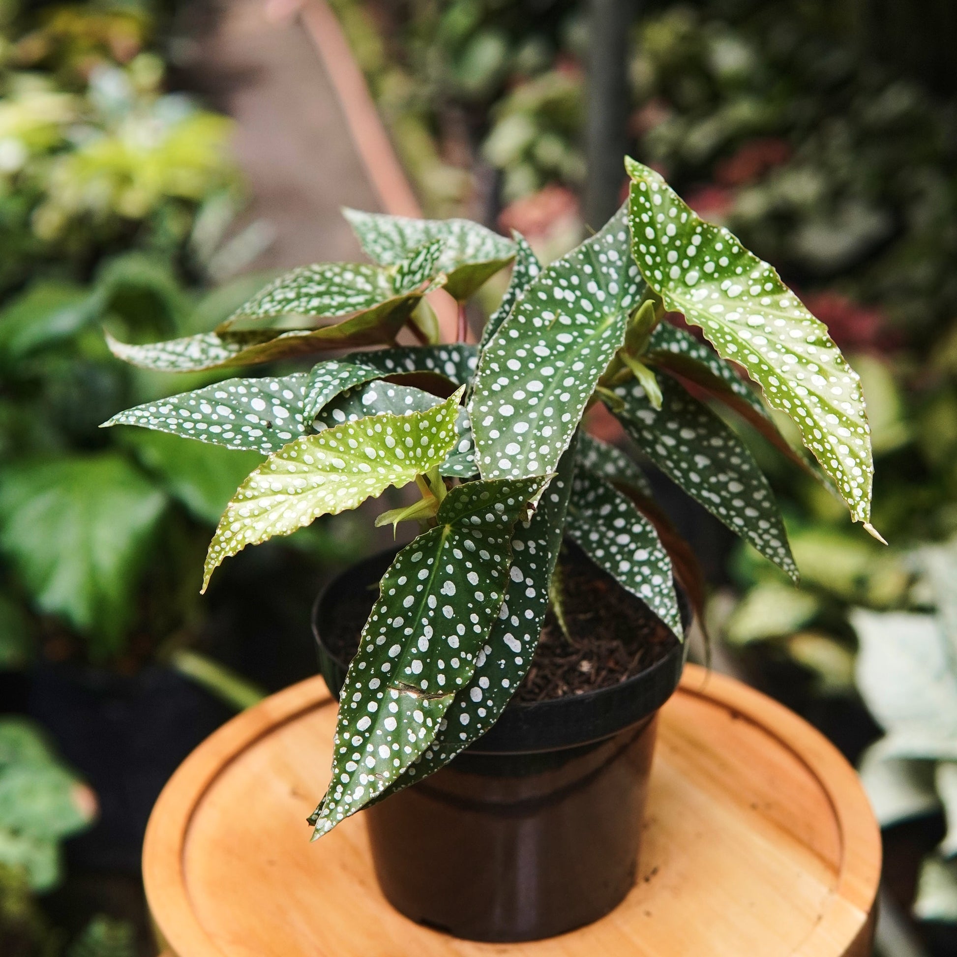 Begonia Maculata Snow - Vivero Florecer