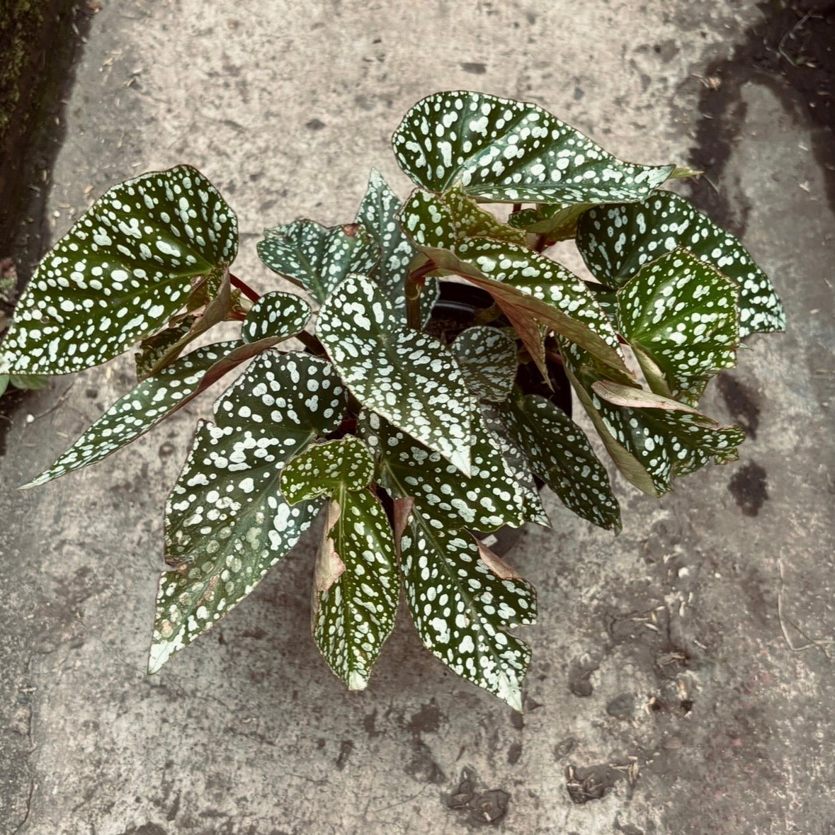 Begonia Maculata Snow - Vivero Florecer