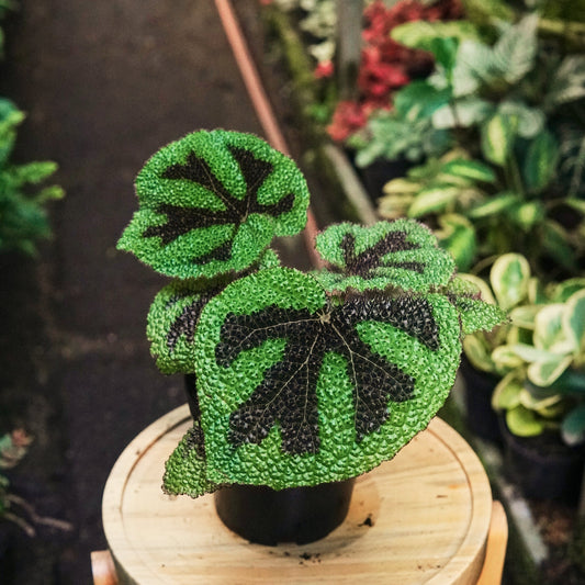 Begonia Masoniana - Vivero Florecer
