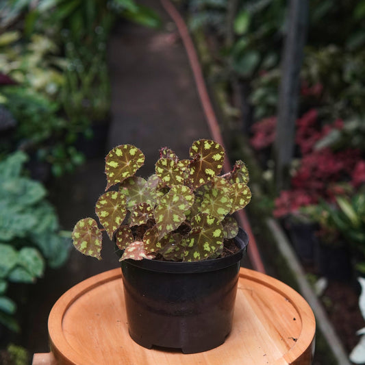 Begonia Piel De Sapo - Vivero Florecer