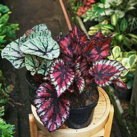 Begonia Rex - Vivero Florecer