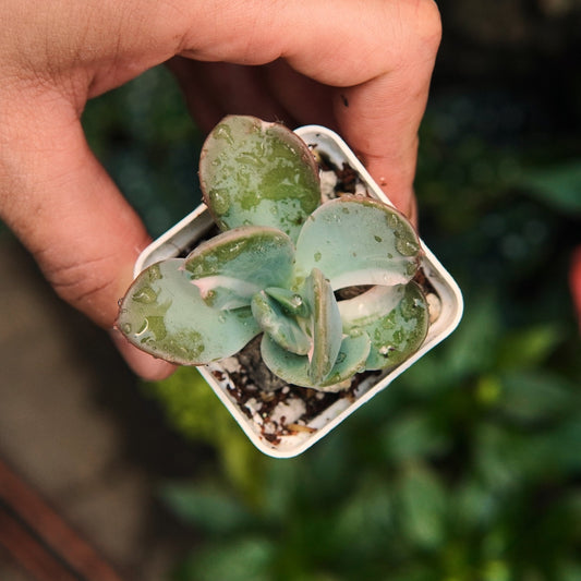 Berserk Variegada - Vivero Florecer