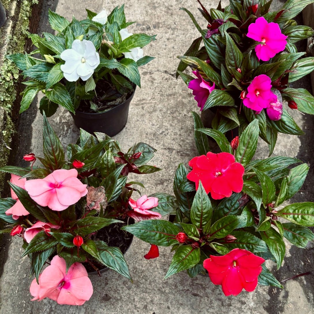 Besito Nueva Guinea - Vivero Florecer