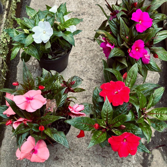 Besito Nueva Guinea - Vivero Florecer