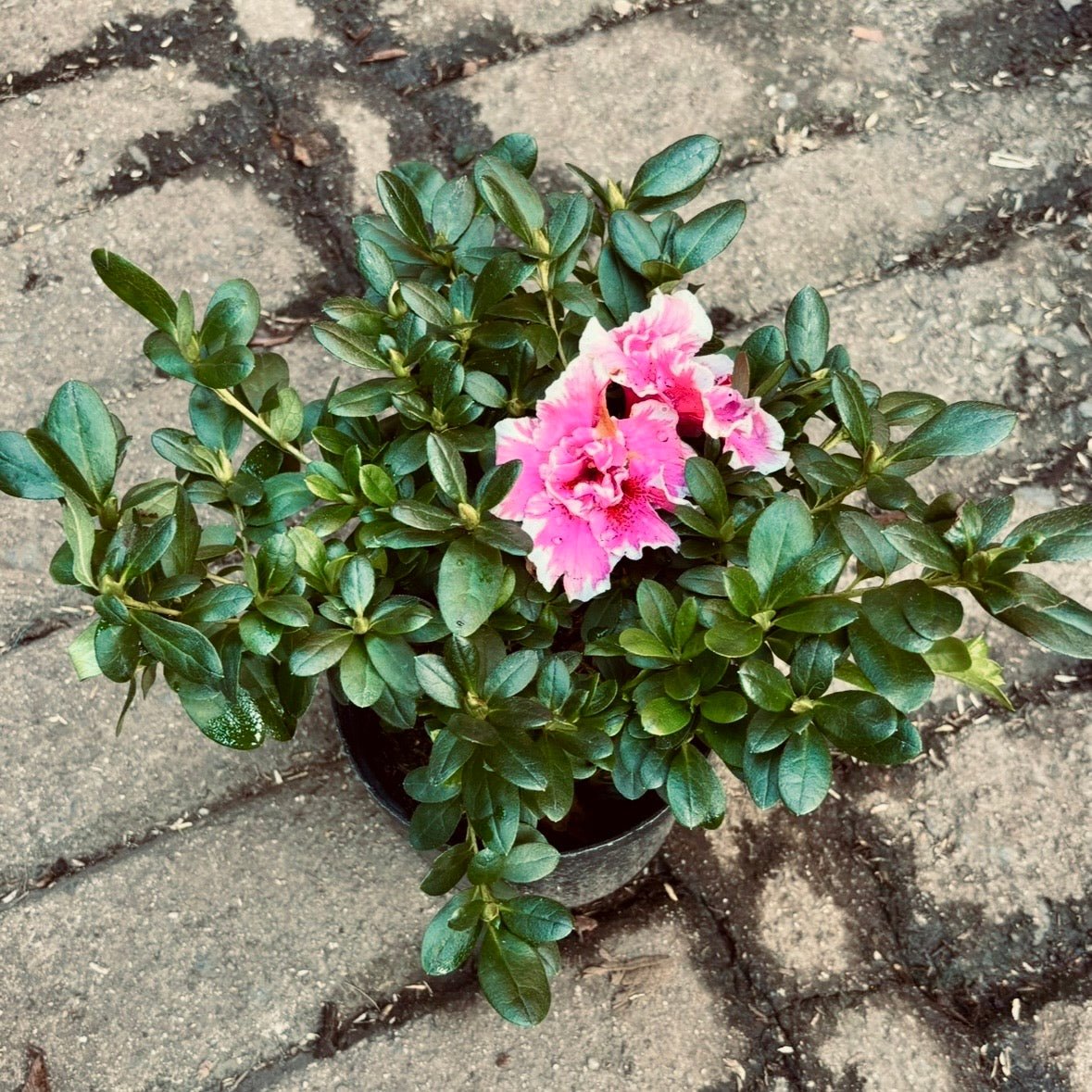 “Biflora” Rhododendron simsii - Vivero Florecer