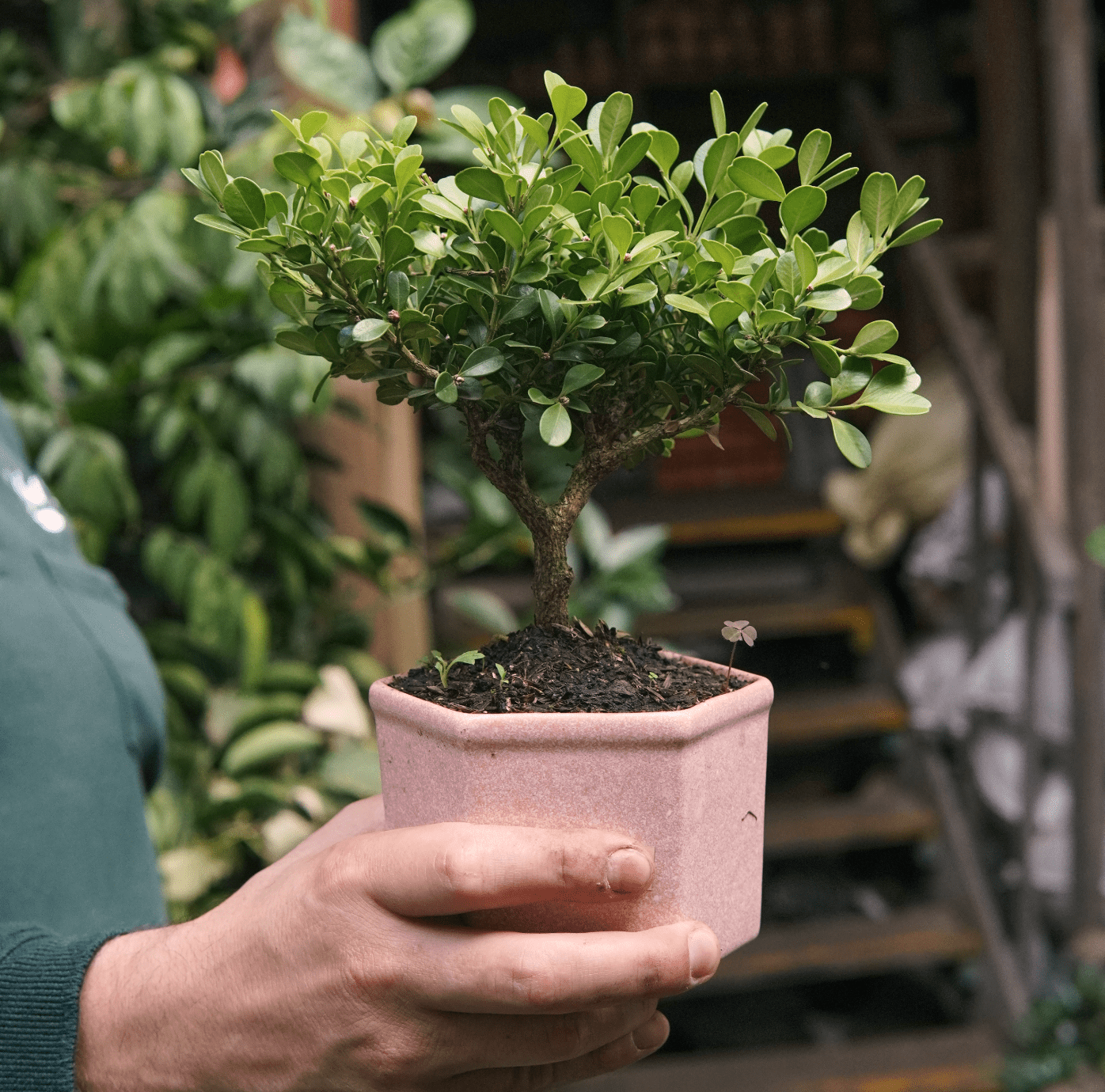 Bonsai Buxus - Vivero Florecer