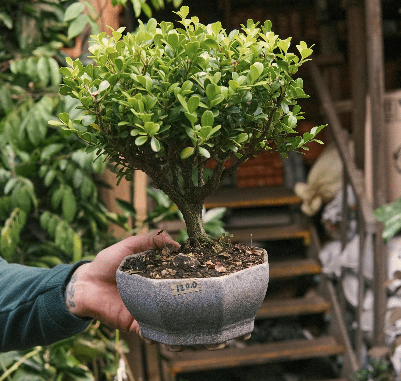 Bonsai Buxus - Vivero Florecer