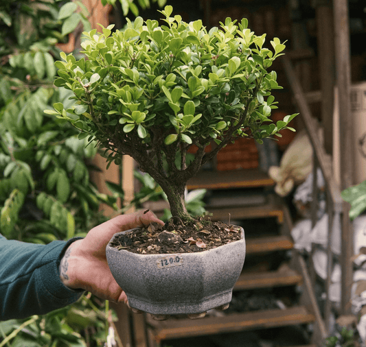 Bonsai Buxus - Vivero Florecer