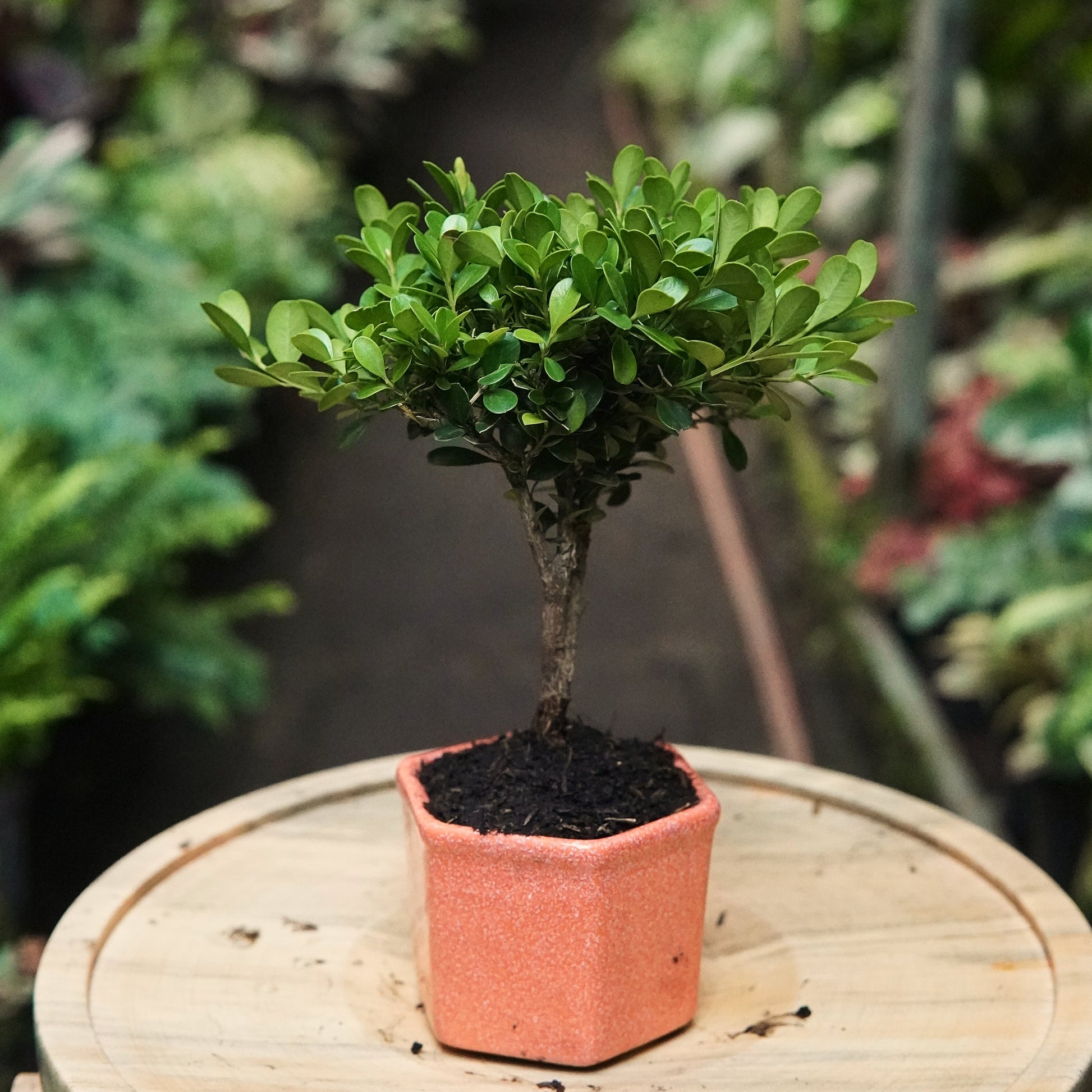 Bonsai Buxus - Vivero Florecer