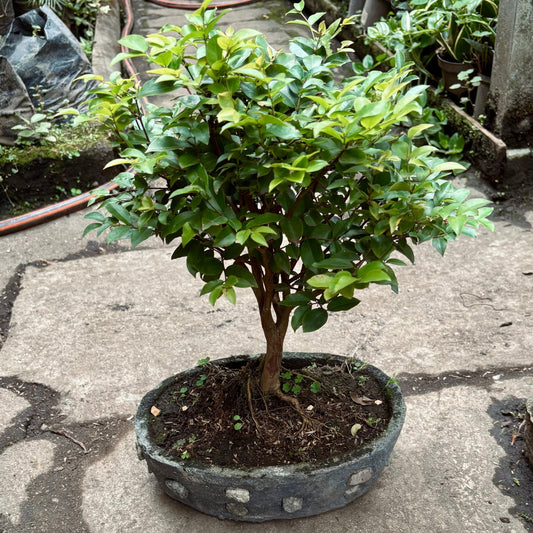 Bonsai Guayabo Jaboticaba - Vivero Florecer