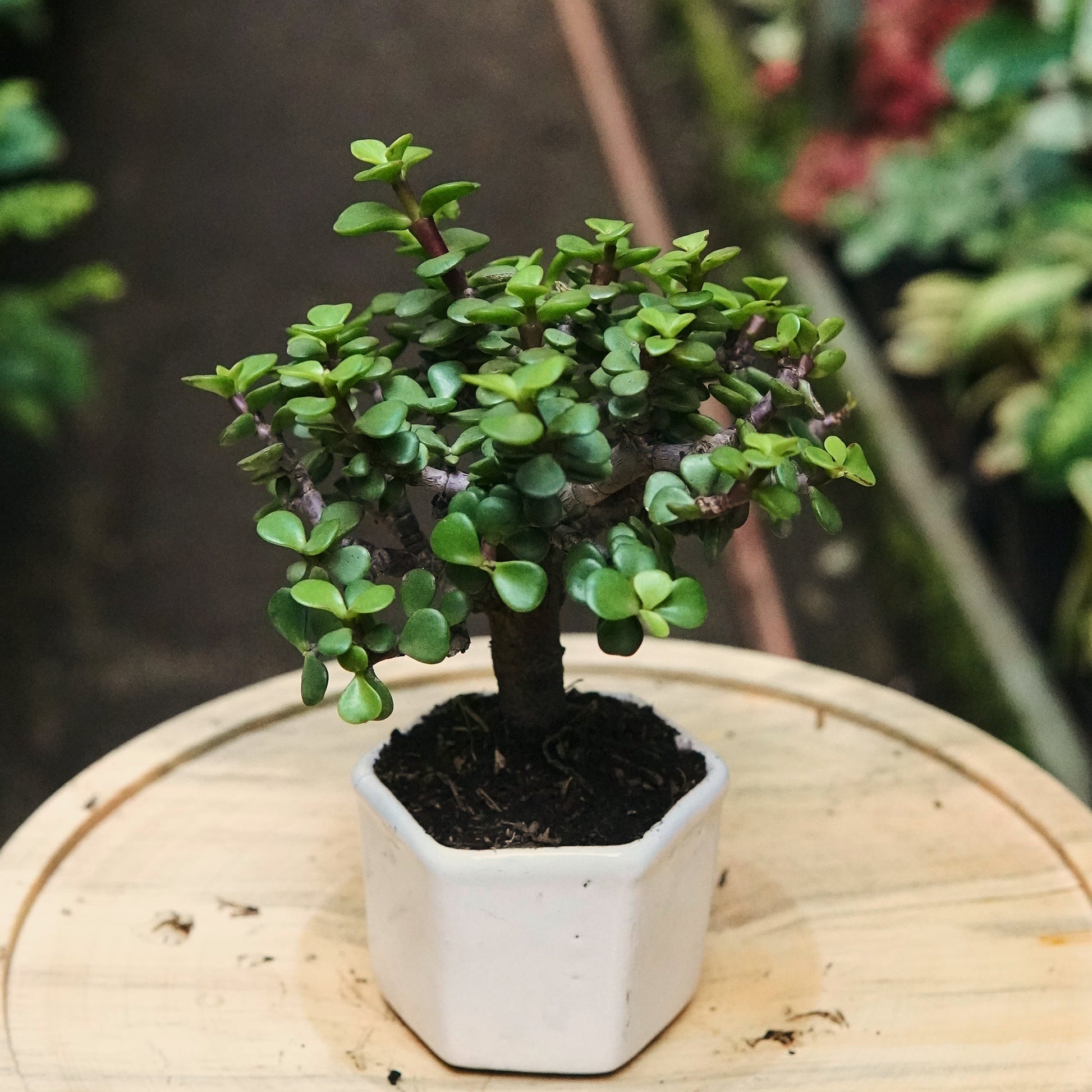planta de jade bonsai Bonsái Jade - Árbol de la Suerte