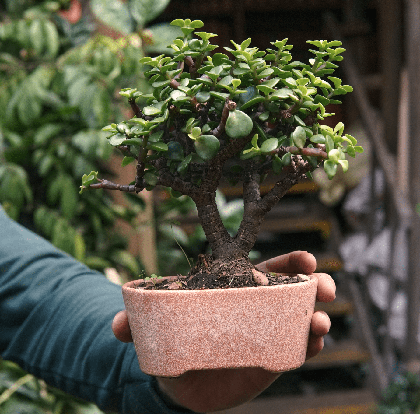 Bonsái Jade - Vivero Florecer