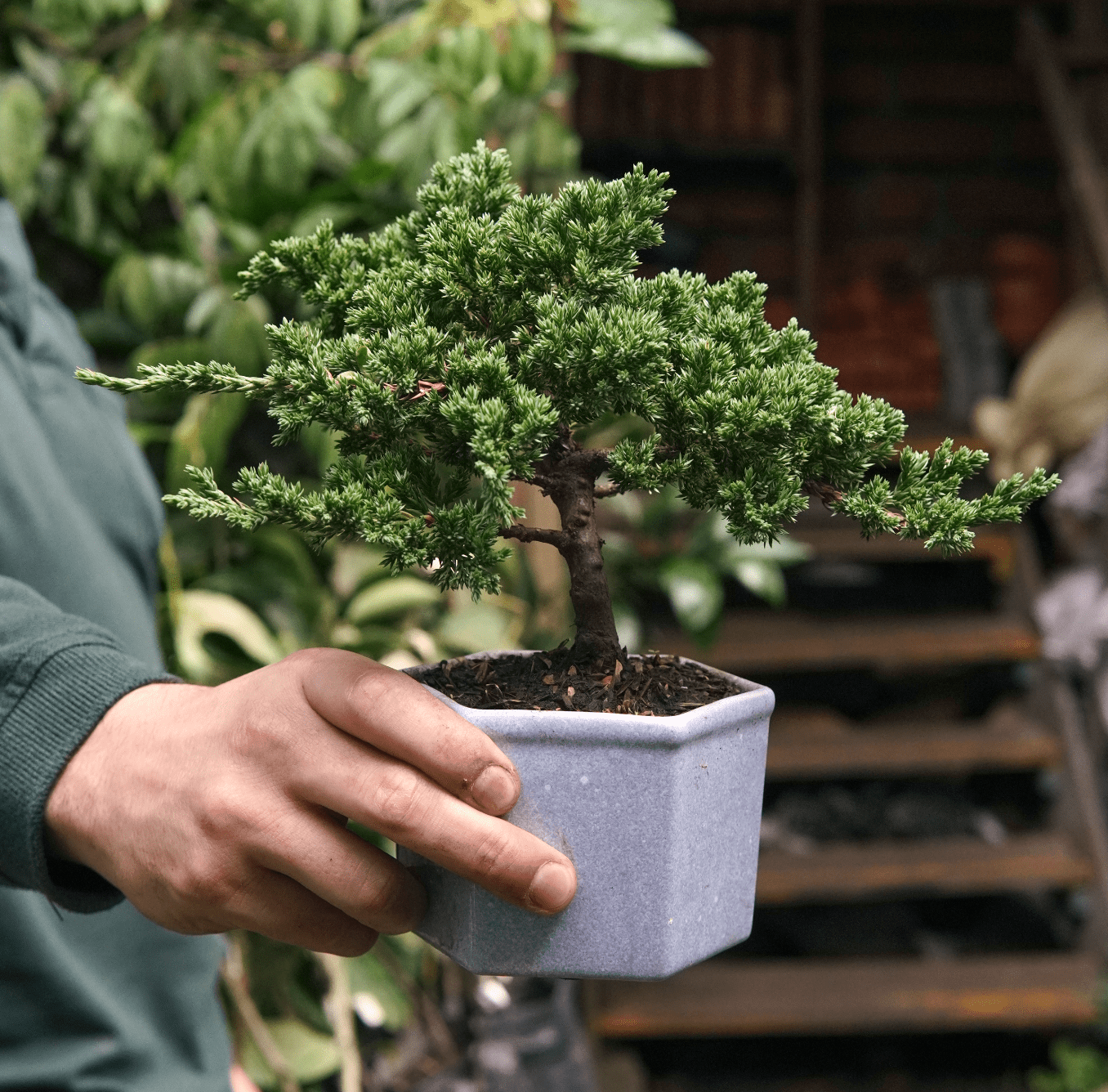 Bonsái Pino Nana - Vivero Florecer