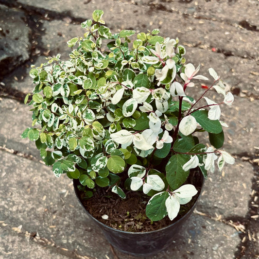 Breynia Disticha “Nevado” - Vivero Florecer