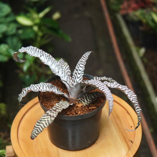 Bromelia Cryptanthus Absolute Zero - Vivero Florecer
