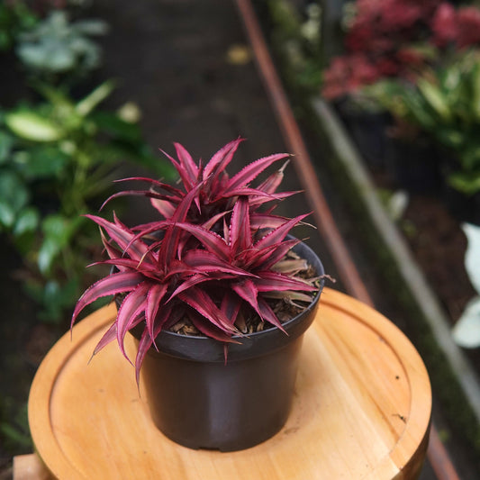 Bromelia Cryptanthus Bivittatus Red Star - Vivero Florecer