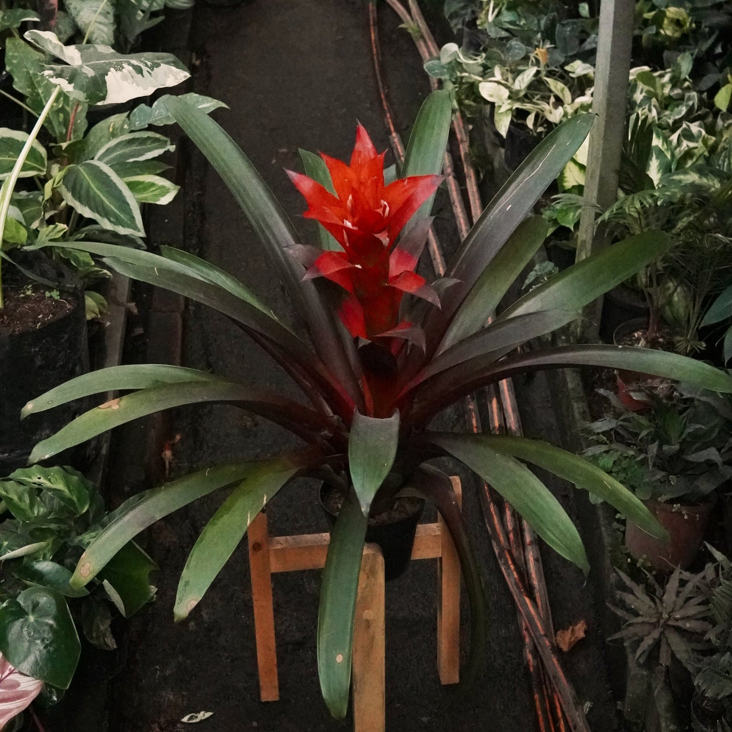 Bromelia Guzmania (color bajo disponibilidad) - Vivero Florecer