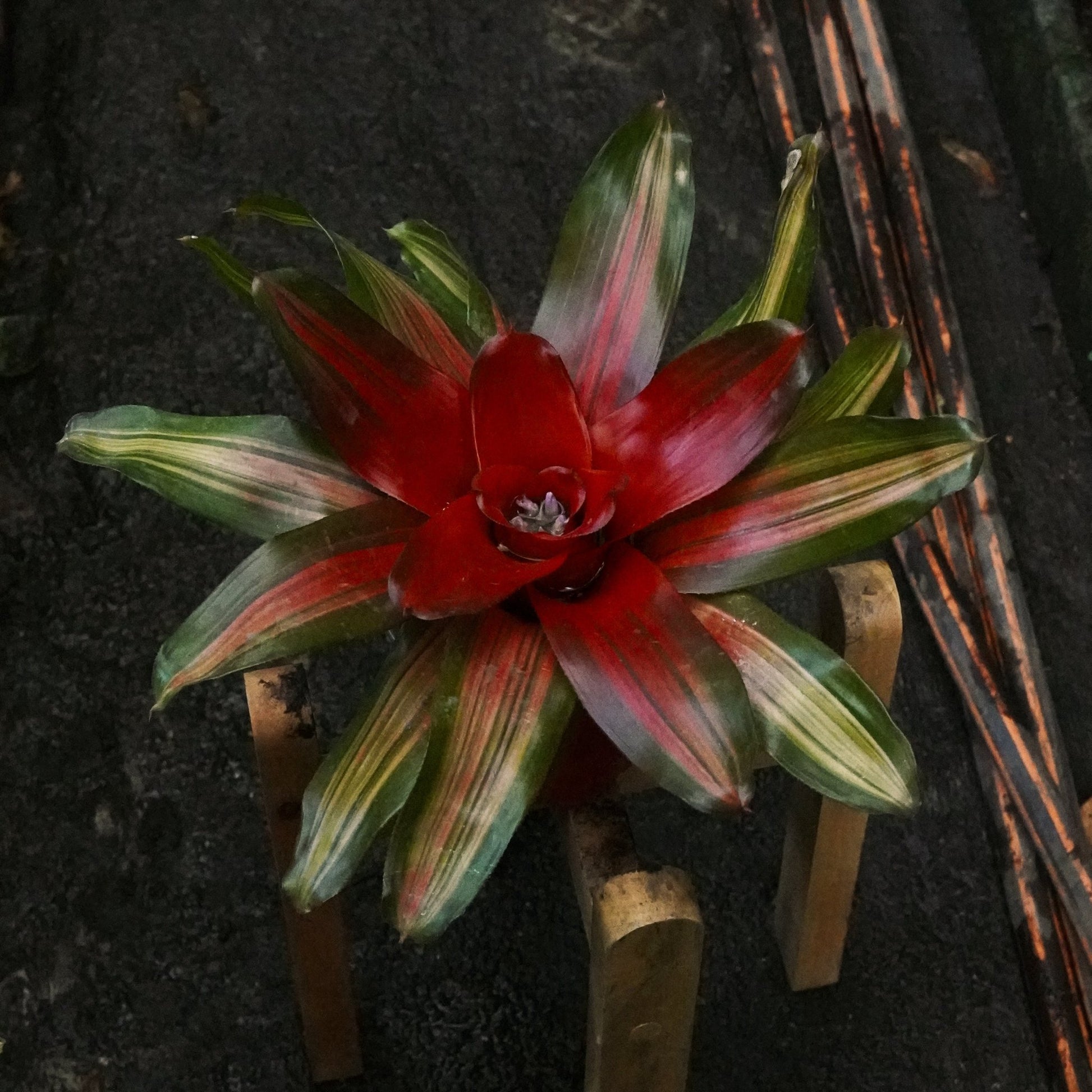 Bromelia Neoregelia Carolinae Tricolor - Vivero Florecer