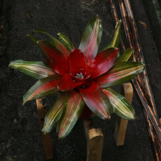 Bromelia Neoregelia Carolinae Tricolor - Vivero Florecer