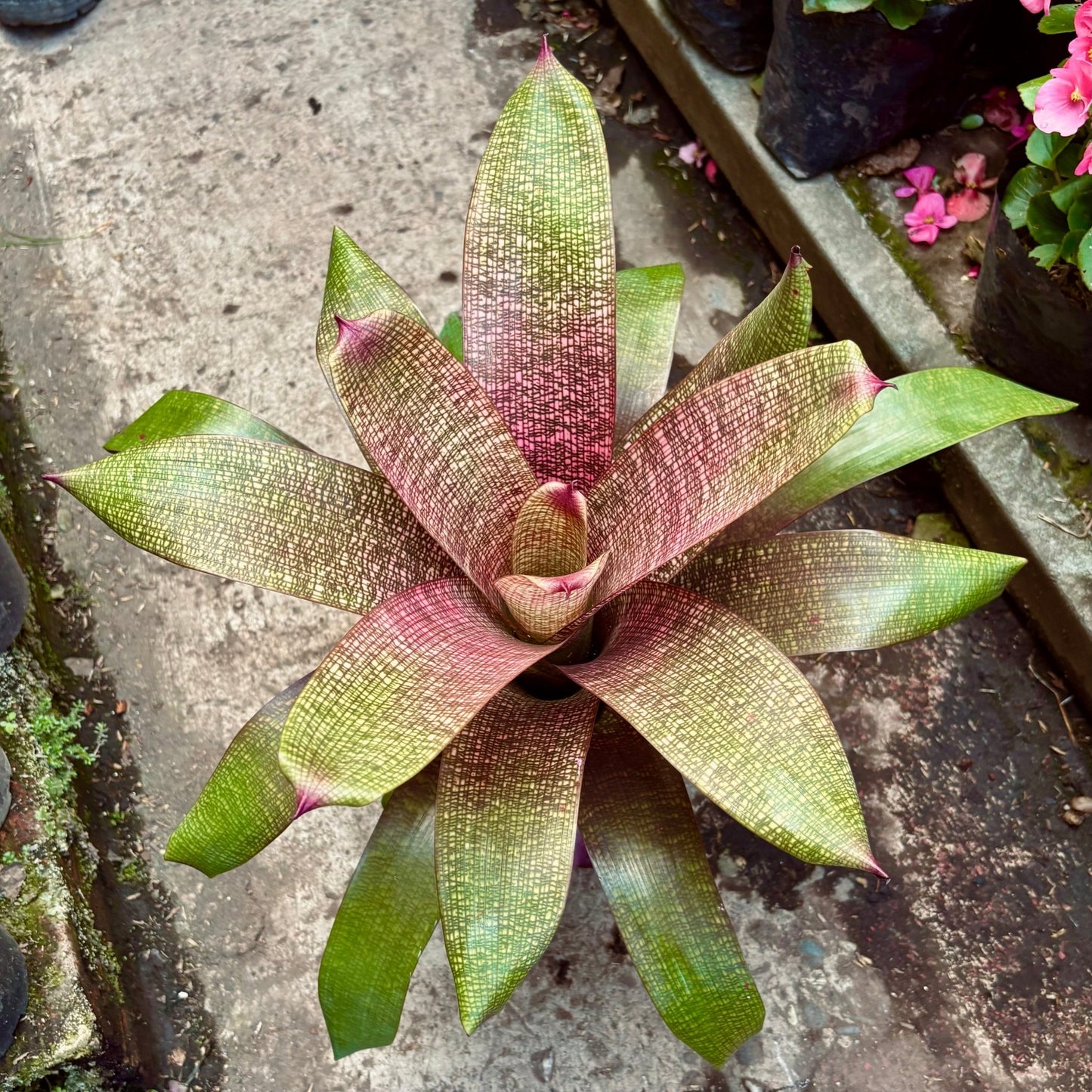 Bromelia Vriesea Pink Magic - Vivero Florecer