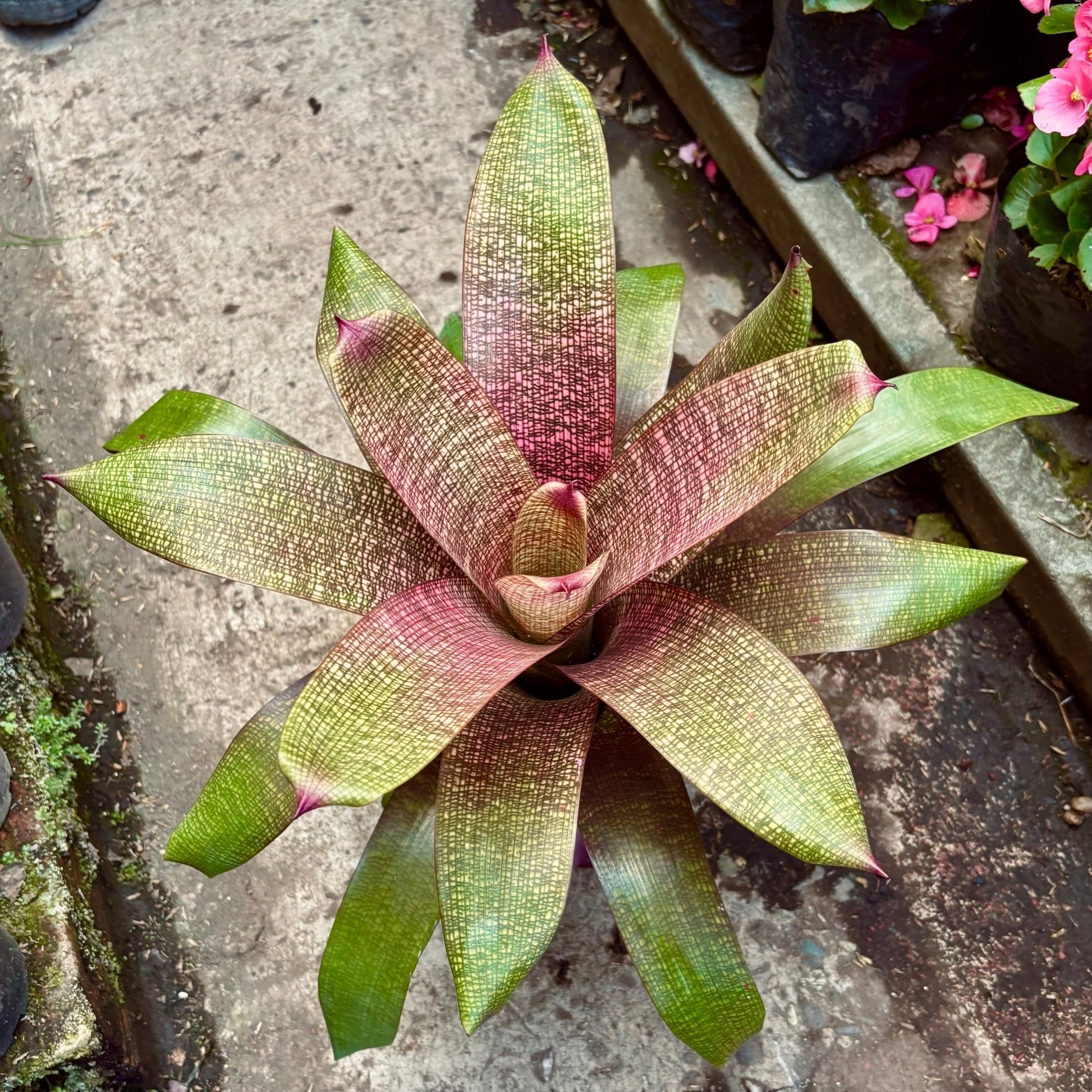 Bromelia Vriesea Pink Magic - Vivero Florecer