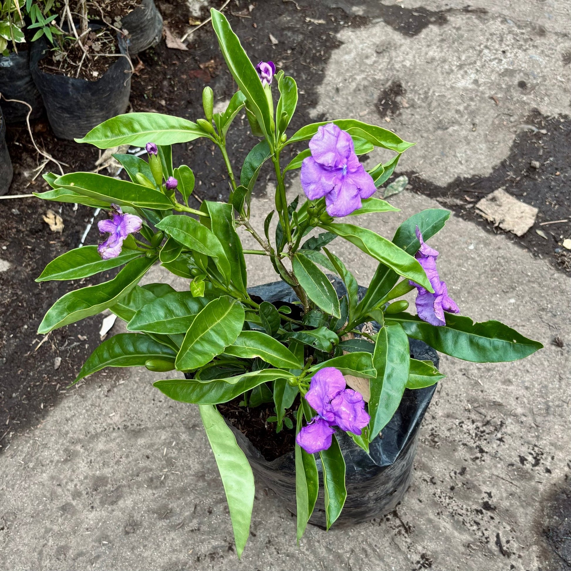 Brunfelsia Grandiflora “Francesina” - Vivero Florecer