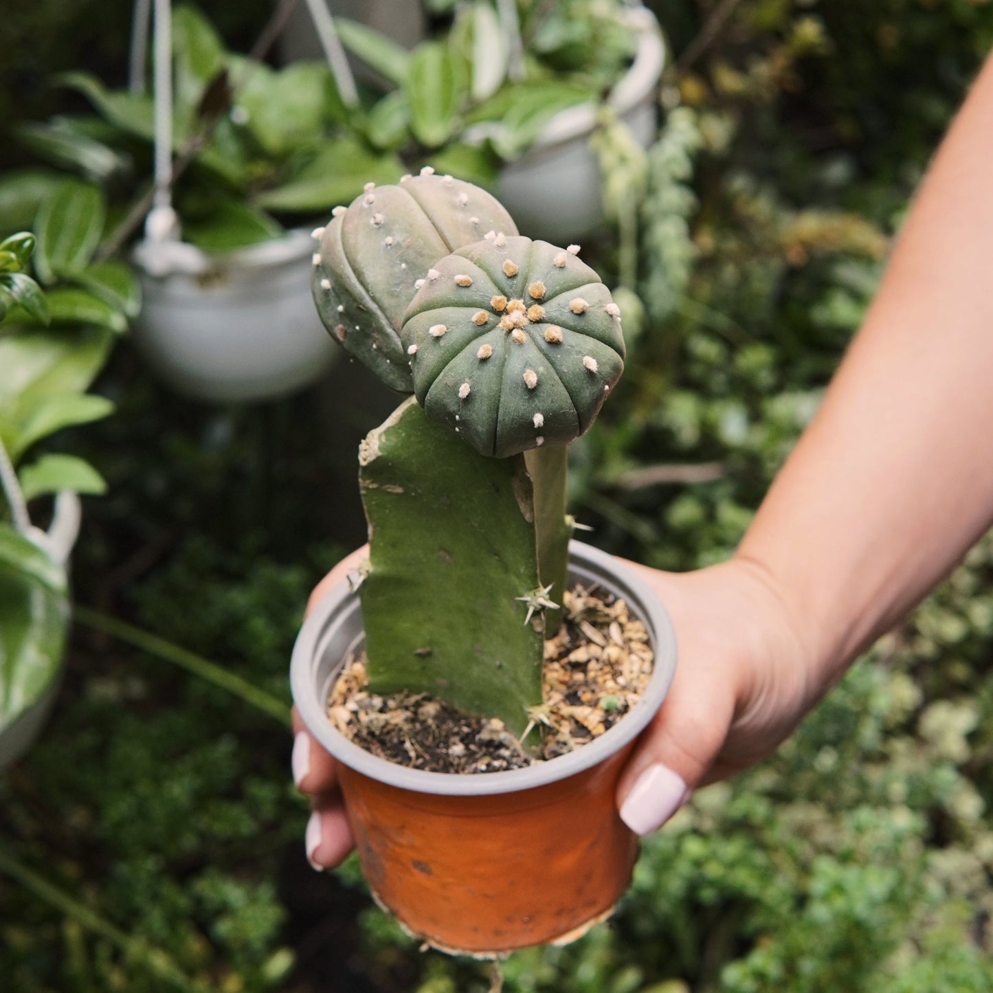 Cactus Asterias Bicéfalo - Vivero Florecer