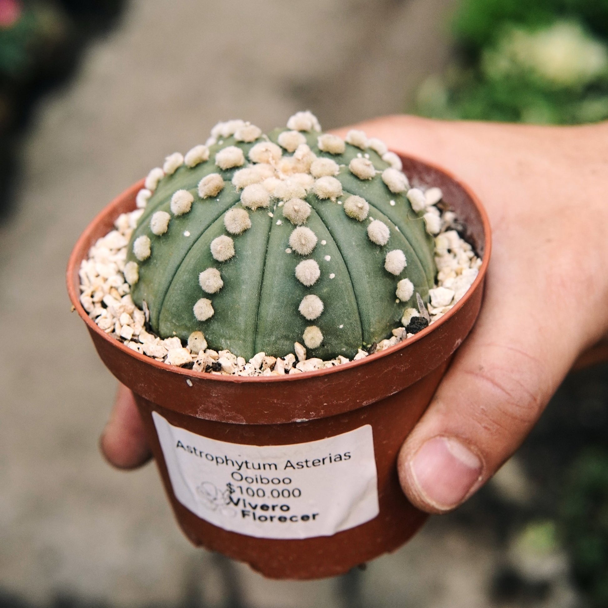 Cactus Astrophytum Asterias Ooibo - Vivero Florecer