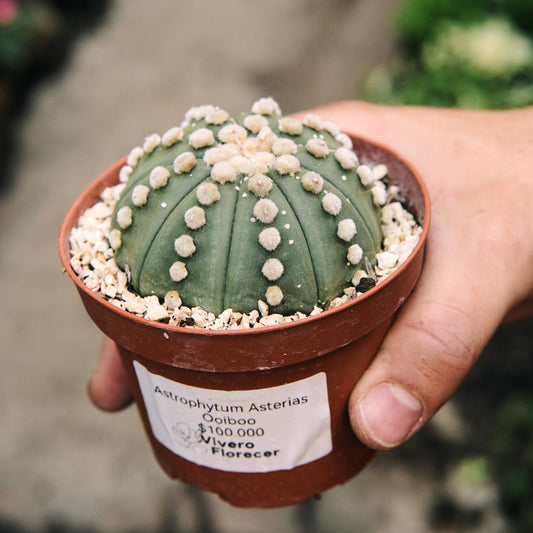 Cactus Astrophytum Asterias Ooibo - Vivero Florecer