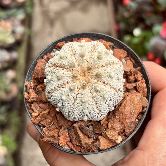 Cactus Astrophytum Asterias Star Shape Snow - Vivero Florecer