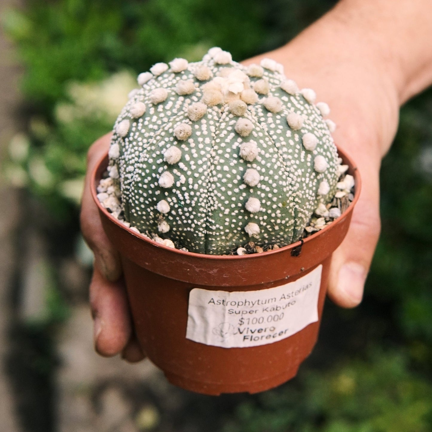 Cactus Astrophytum Asterias Super Kabuto - Vivero Florecer