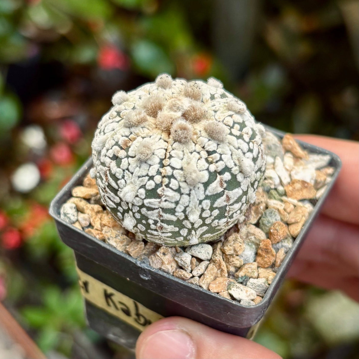 Cactus Astrophytum Asterias Super Kabuto Ooibo - Vivero Florecer