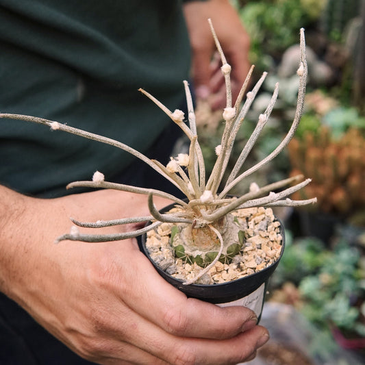 Cactus Astrophytum Caput - Medusae Digitostigma - Vivero Florecer
