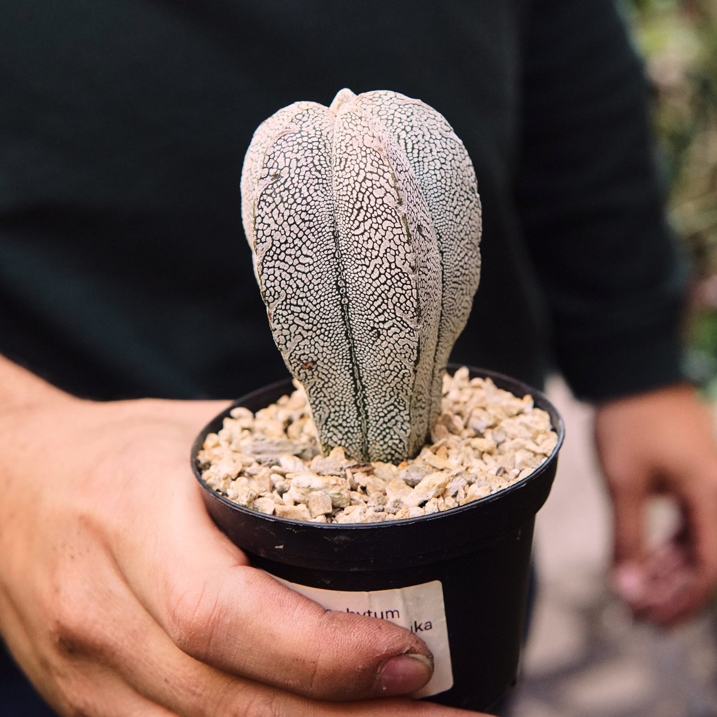 Cactus Astrophytum Myriostigma Onzuka - Vivero Florecer