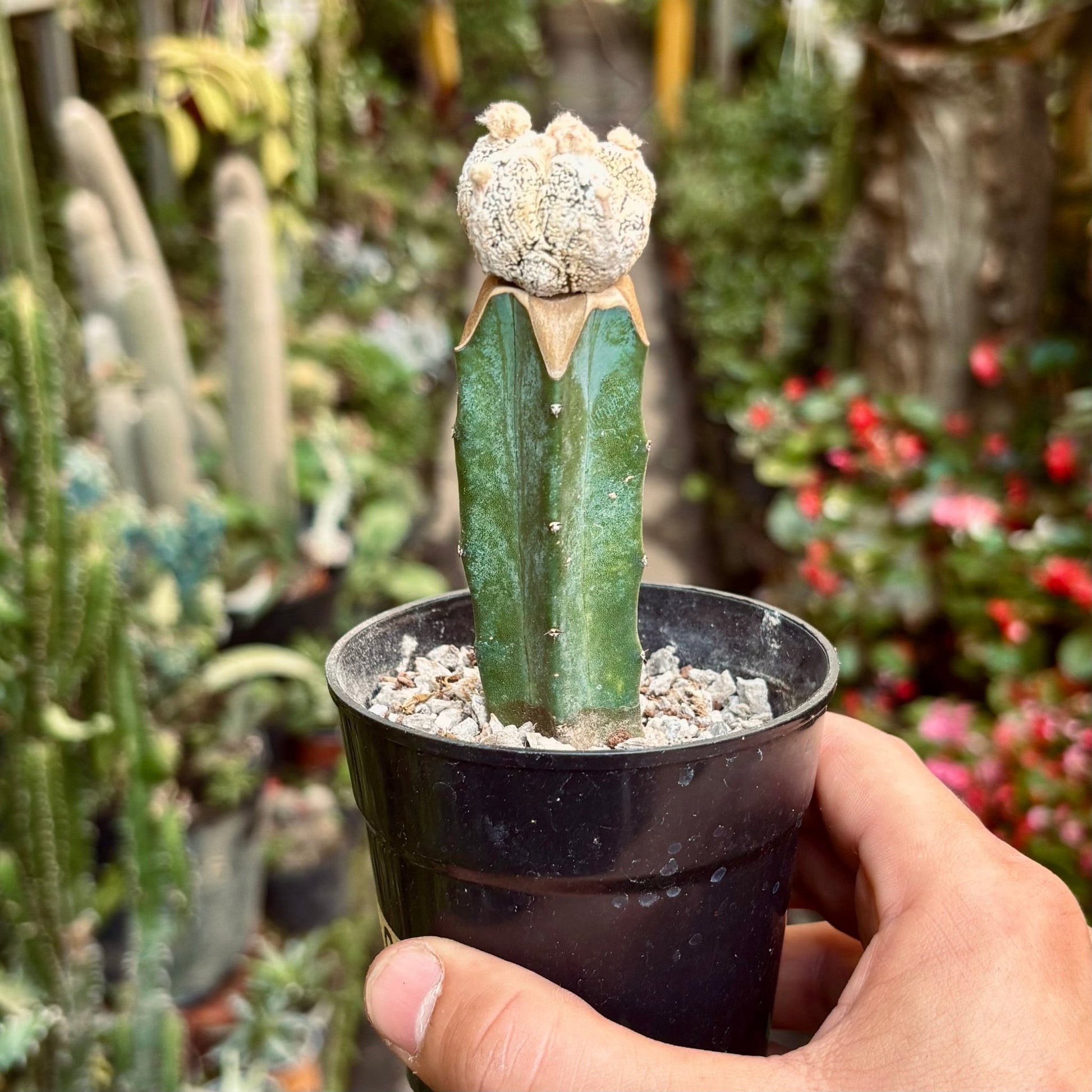 Cactus Astrophytum Myriostigma Onzuka Snowball Injertado - Vivero Florecer