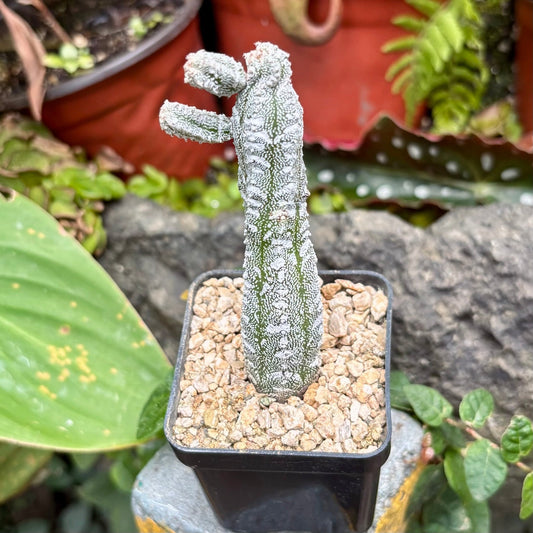 Cactus Astrophytum Myriostigma Uboki - Vivero Florecer