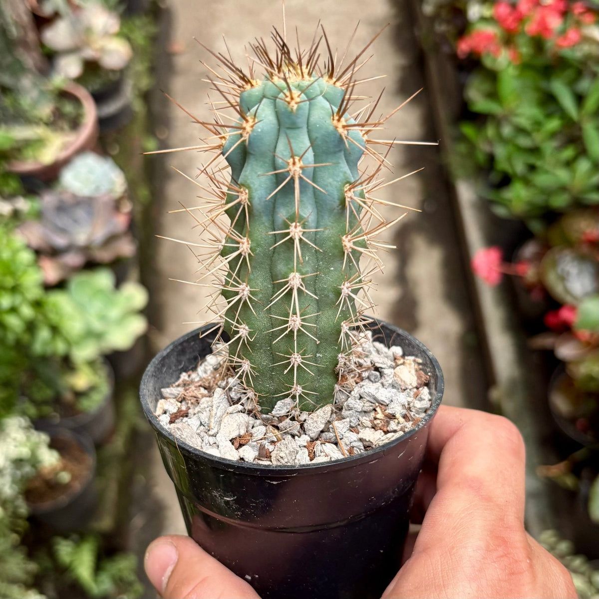 Cactus Browningia Hertlingiana - Vivero Florecer