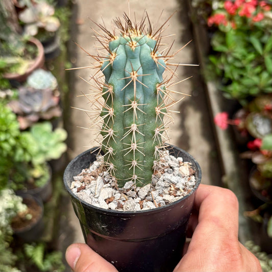 Cactus Browningia Hertlingiana - Vivero Florecer