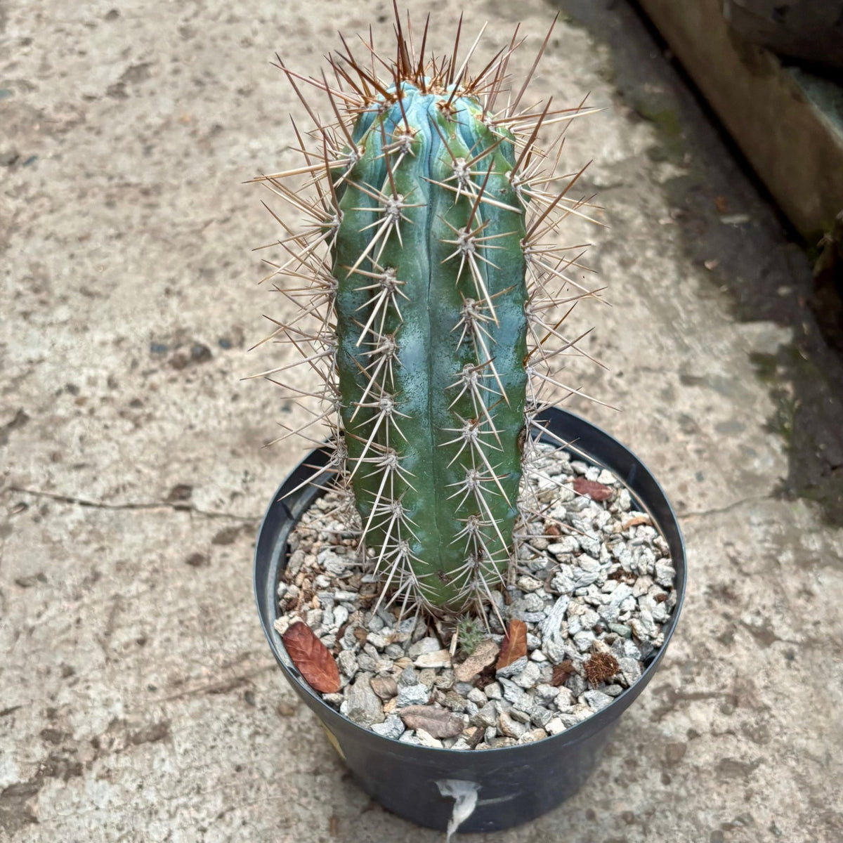 Cactus Browningia Hertlingiana - Vivero Florecer