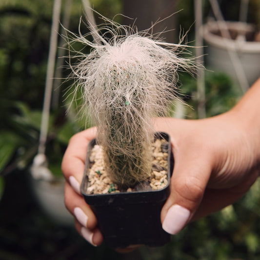 Cactus Cephalocereus Senilis “abuelo o viejito” - Vivero Florecer