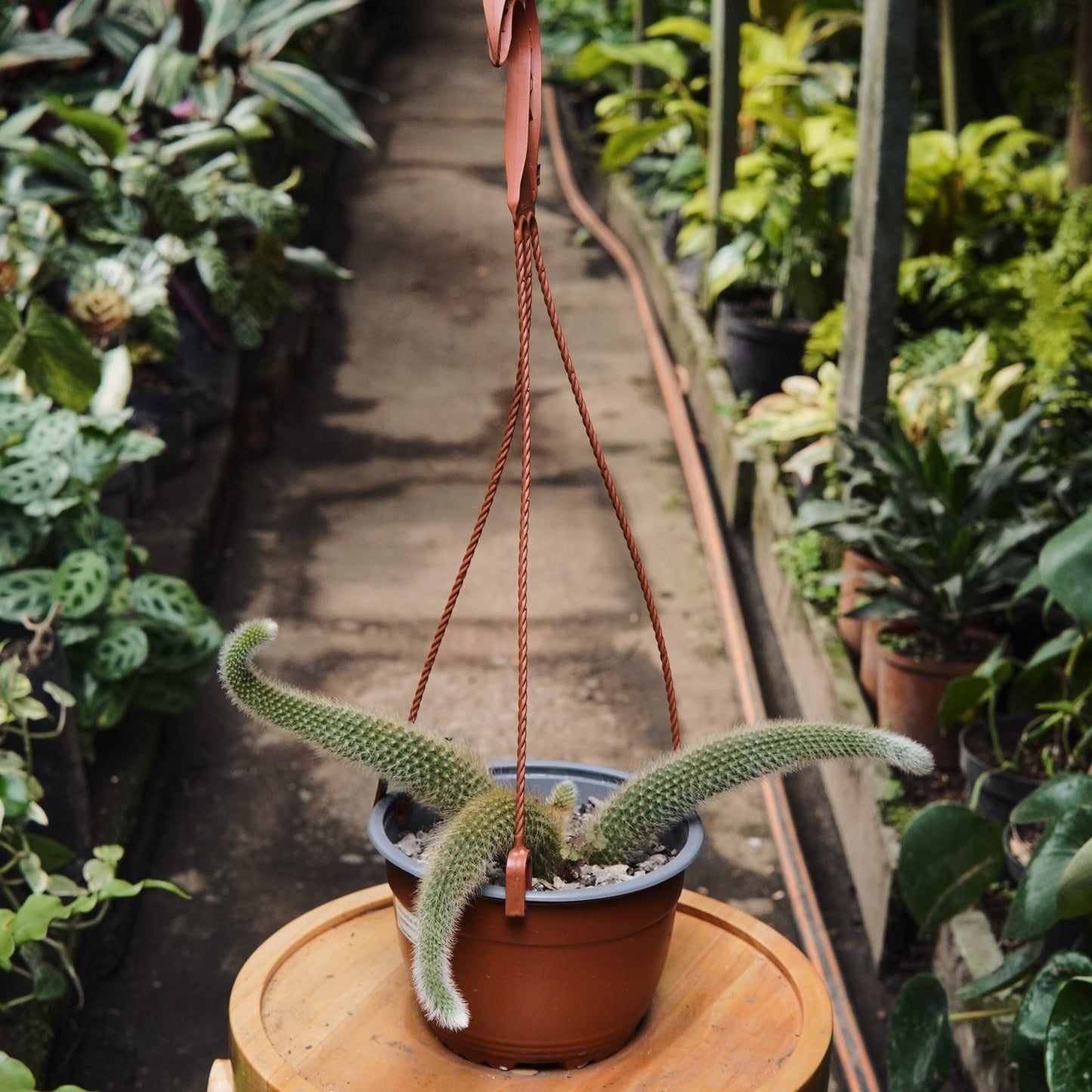 Cactus Cola de Mono - Vivero Florecer