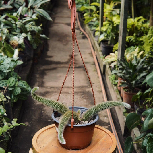 Cactus Cola de Mono - Vivero Florecer