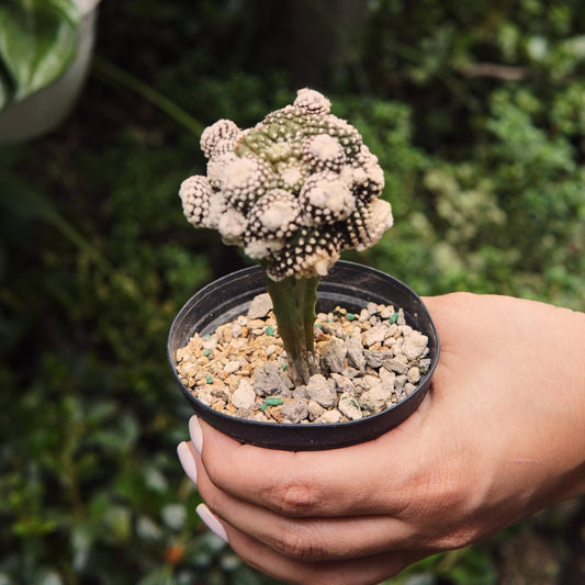 Cactus Copiapoa Laui Monstruosa - Vivero Florecer