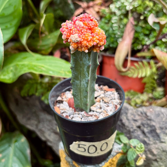 Cactus Coreano Monstruoso - Vivero Florecer