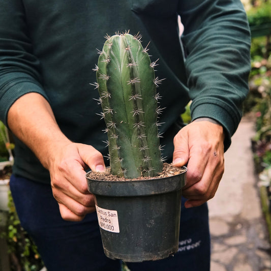 Cactus de San Pedro - Vivero Florecer