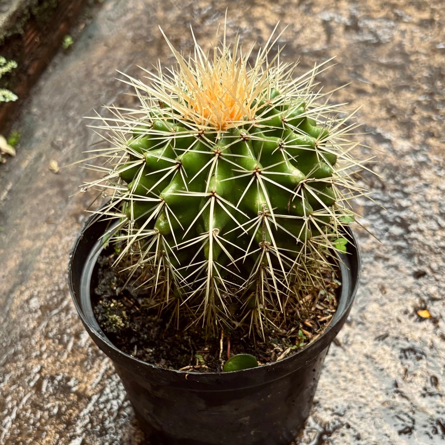 Cactus Echinocactus Grusonii “Colchón de suegra” - Vivero Florecer