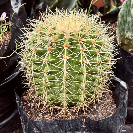 Cactus Echinocactus Grusonii “Colchón de suegra” - Vivero Florecer