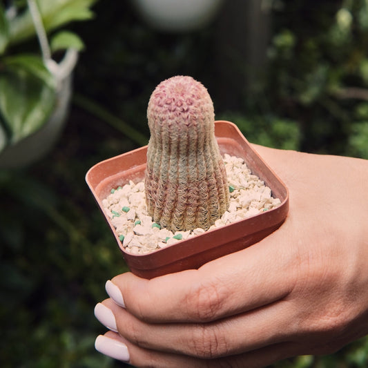 Cactus Echinocereus Rigidissimus - Vivero Florecer
