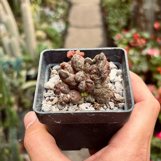 Cactus Echinopsis Chocolate - Vivero Florecer